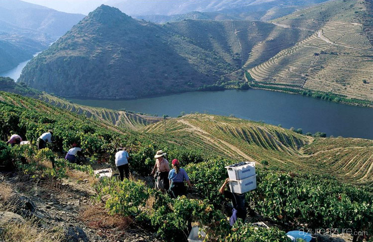 Cultivo de uvas en las laderas de montañas de Portugal