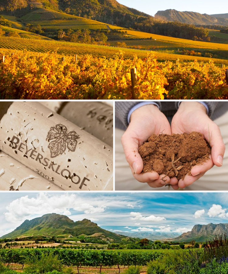 Great Wines of South Africa