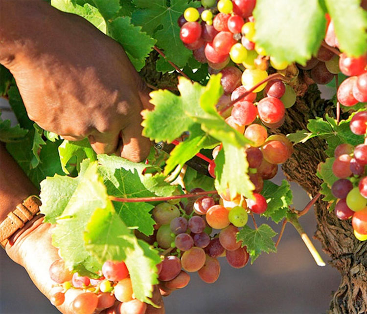 Great Wines of South Africa