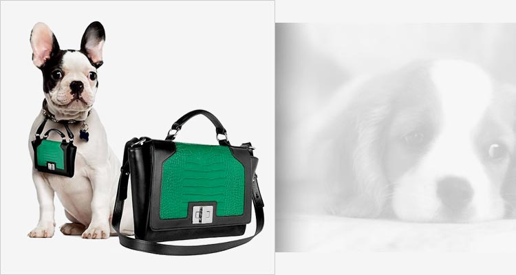 Share Your Sense of Style with your Beloved Pet Matching Style