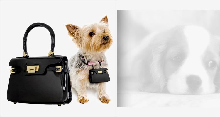 Share Your Sense of Style with your Beloved Pet Matching Style