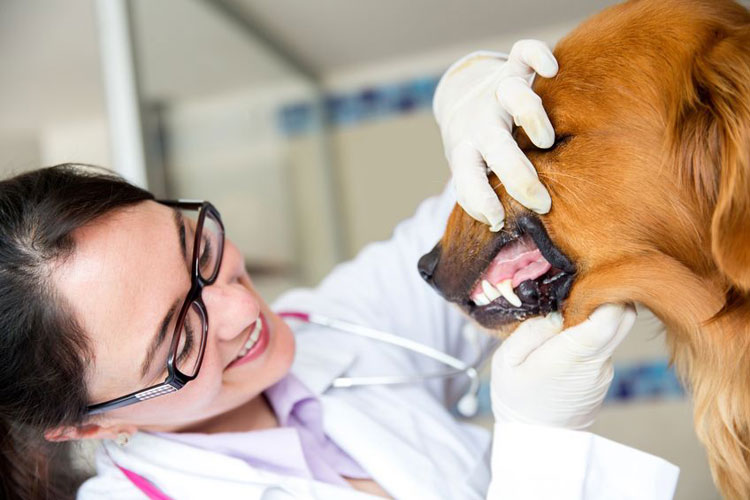 ¿Pasaría su mascota un examen oral?