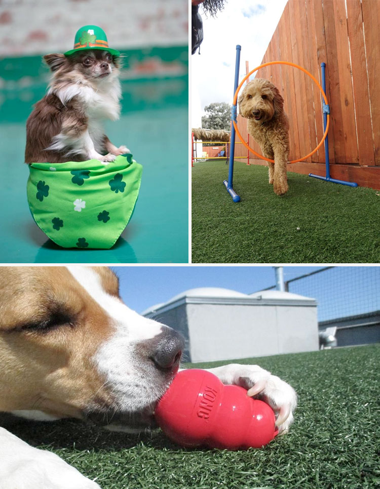 Wag Hotels The Pleasure of Being a Pet