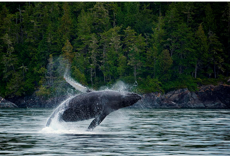 Watching whales is a favorite pass time in Western Canada
