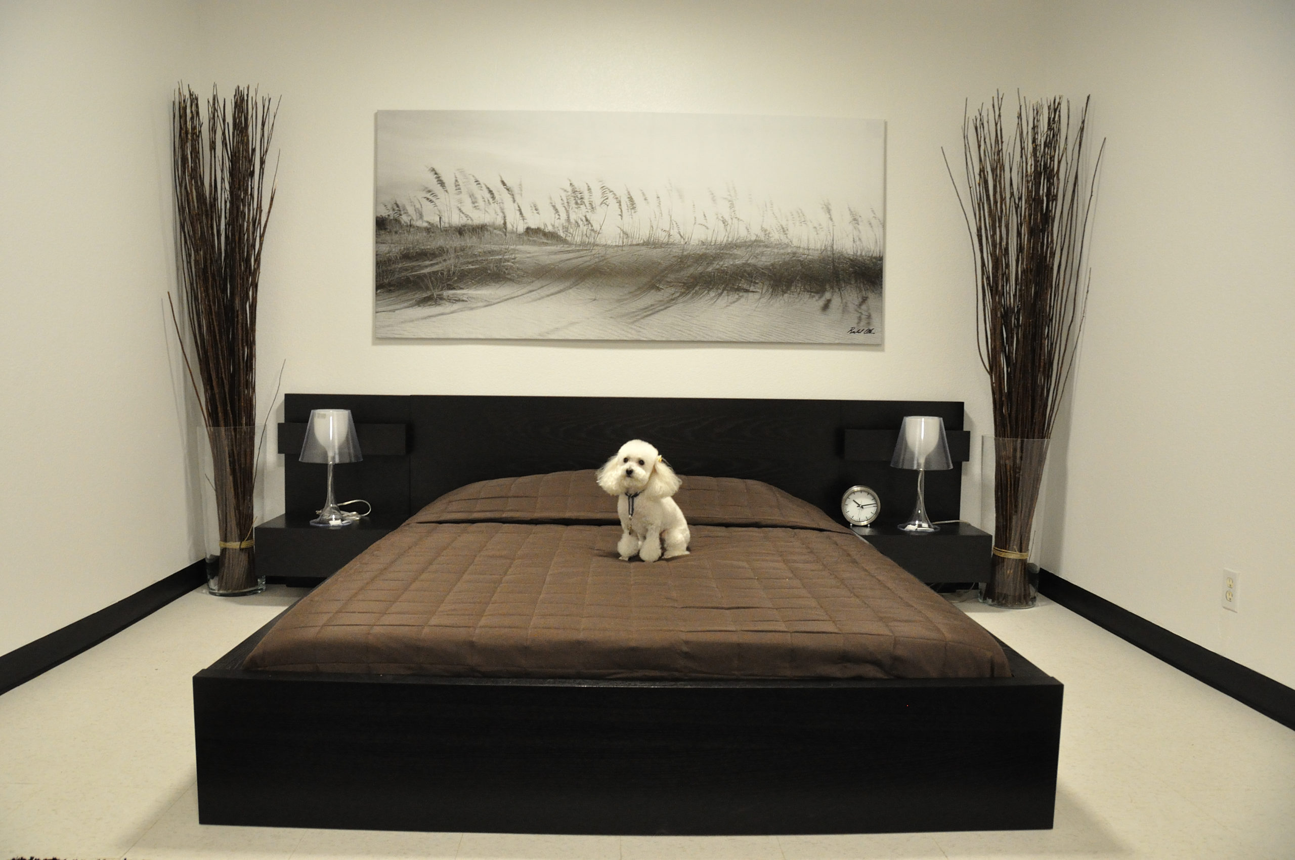 Your Pet Deserves A Vacation At D Pet Hotels Hollywood