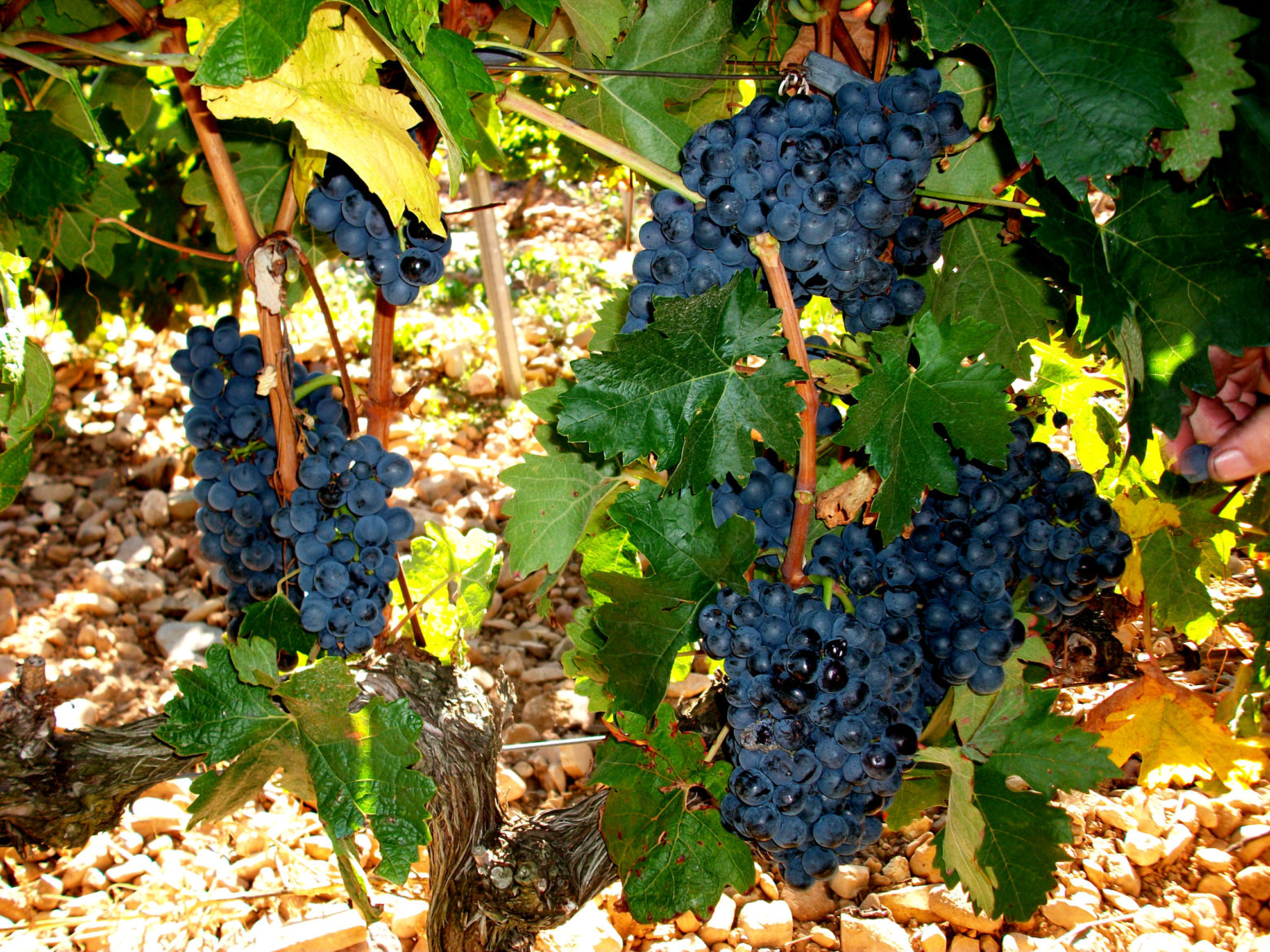 Alentejo Wines, What Characterizes Them And Which One Is The Best