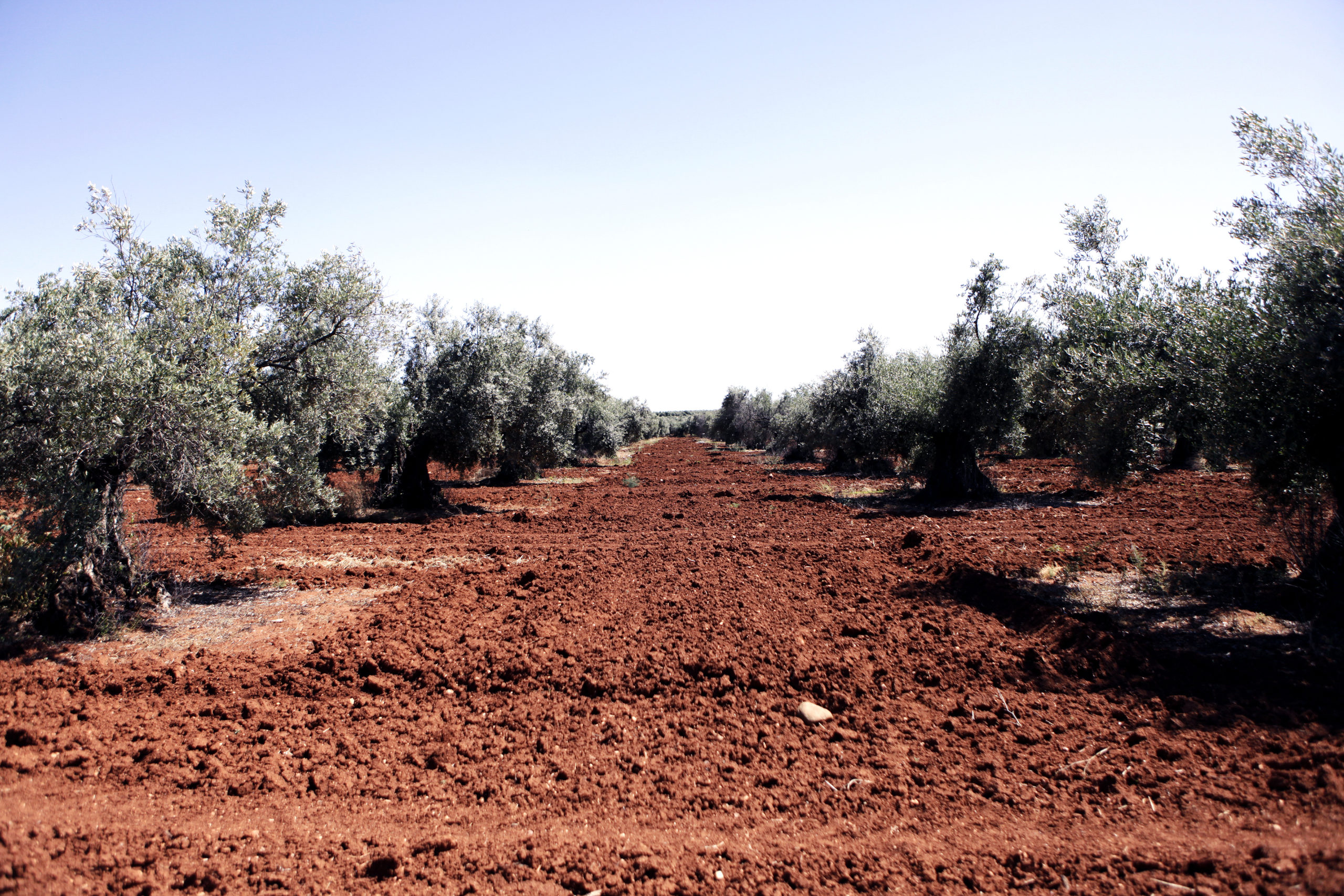 Finca de la Casa de Alba