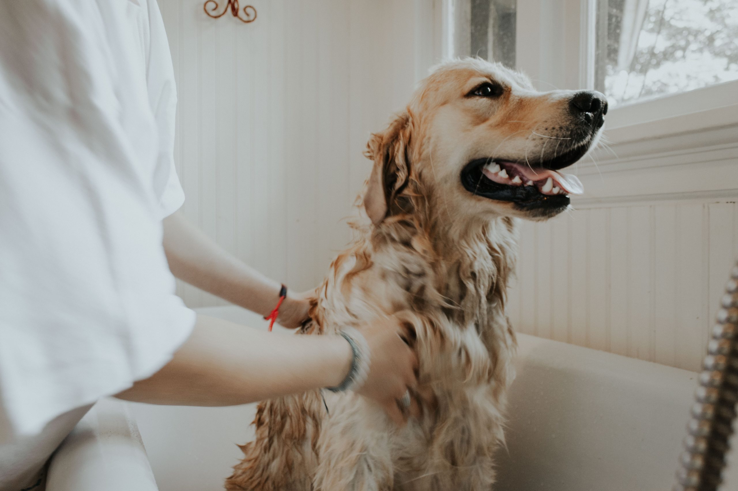 Daily brushing is one of the easiest things you can do to protect your dog’s dental health.