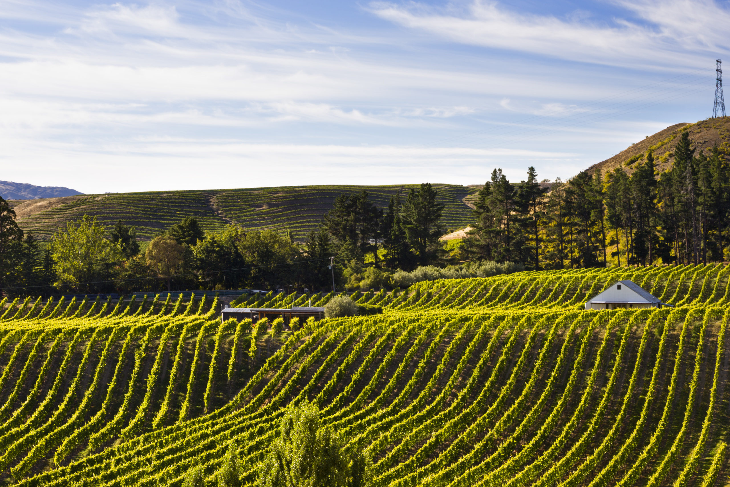Photo inspiration: Fresh Look at Discover Prodigious High End Wines Produced In New Zealand