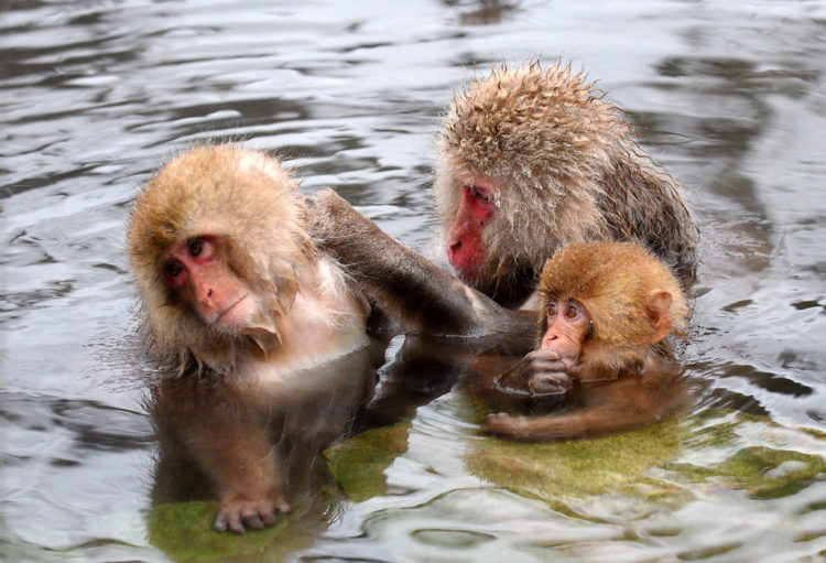 Monkeys in Nagano.