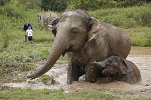 Walking with Giants program, Anantara Golden Triangle Elephant Camp & Resort, Thailand