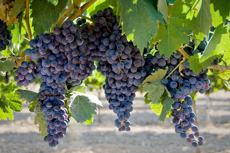 Uvas de un cultivo de vinos naturales.