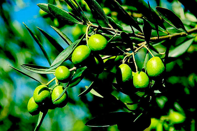 aceite de oliva, aceite de oliva virgen, beneficios para la salud del aceite de oliva, aceite de oliva extra virgen
