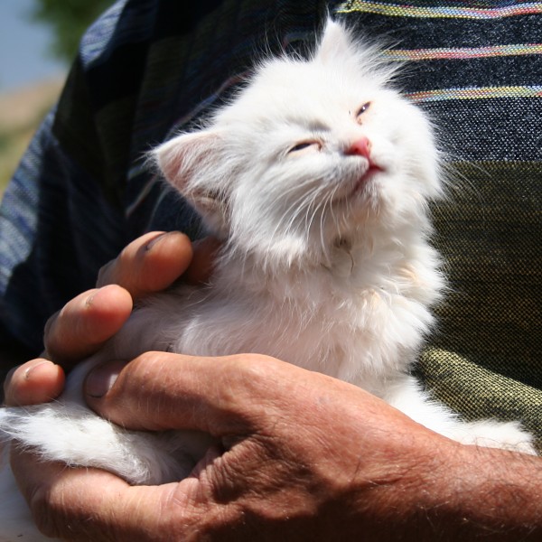 KittE a Van cat kitten (Wikipedia)