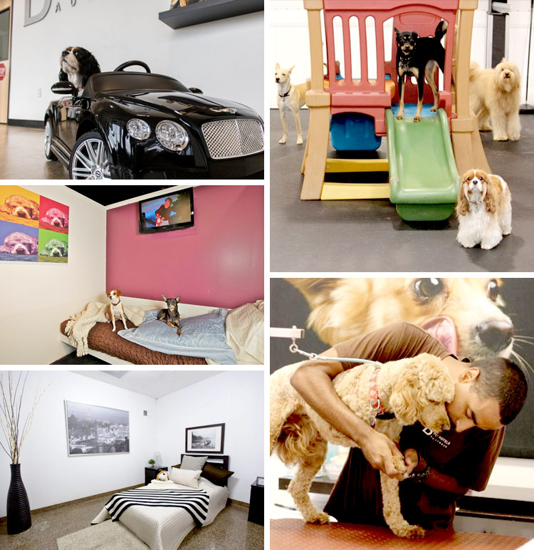 D Pet Hotels: alojamiento de ultra lujo para mascotas D Pet Hotels