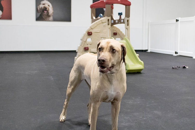 D Pet Hotels: alojamiento de ultra lujo para mascotas D Pet Hotels