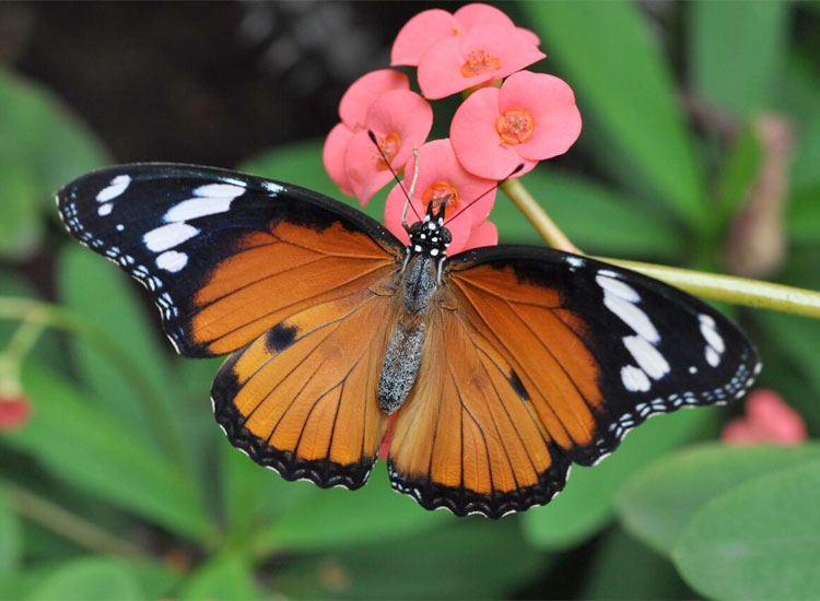 Mombasa Butterfly House