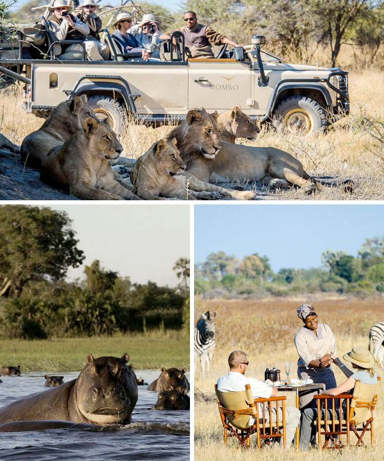 Mombo Camp: How to Enjoy Africa's Natural Beauty from a Legendary Camp Mombo Camp