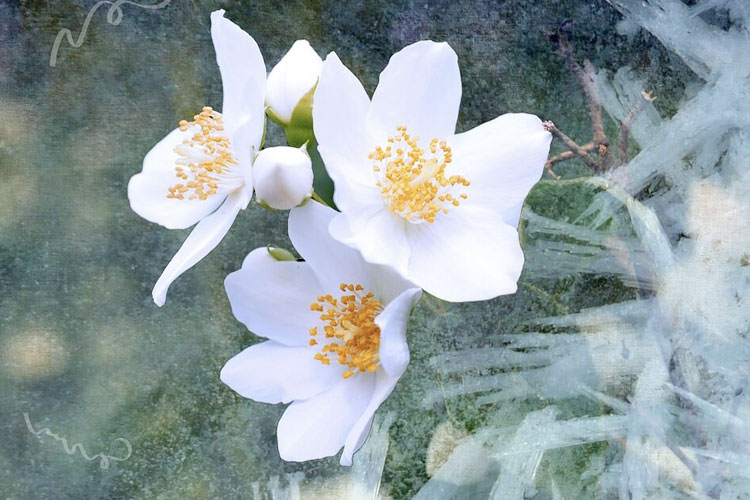 Asian Flower, la terapia basada en el alma del jazmín