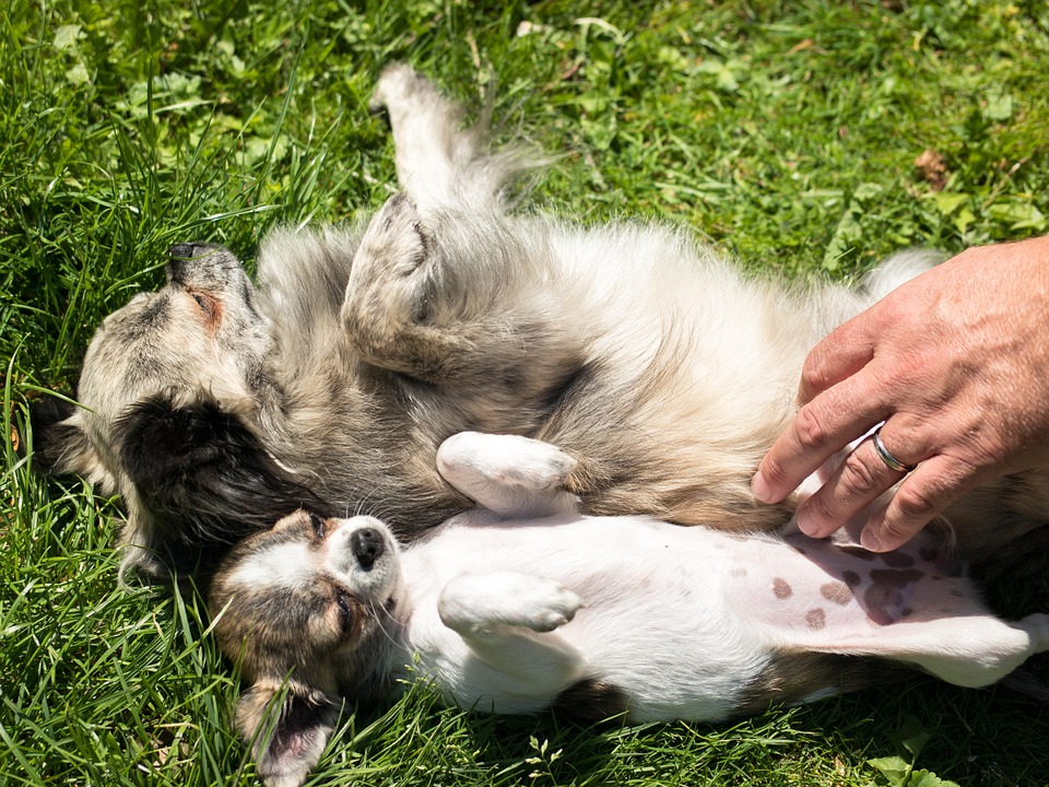 Perros chihuahuas esperan que su dueño les haga masajes. (Pixabay)