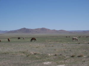 livestock in mongolia