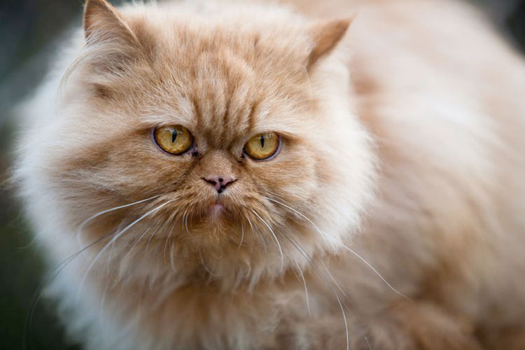 Gatos siameses, persas y de Angora, las mascotas de la aristocracia