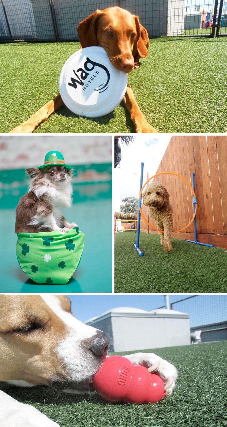 Wag Pet Hotels: When Your Pet Needs a Vacation