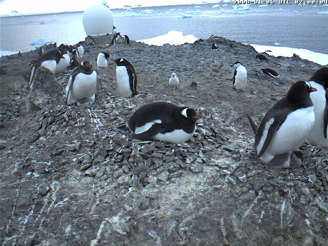 Vista de Pinguinos en la Antártida desde una cámara en vivo de la German Antartic Station