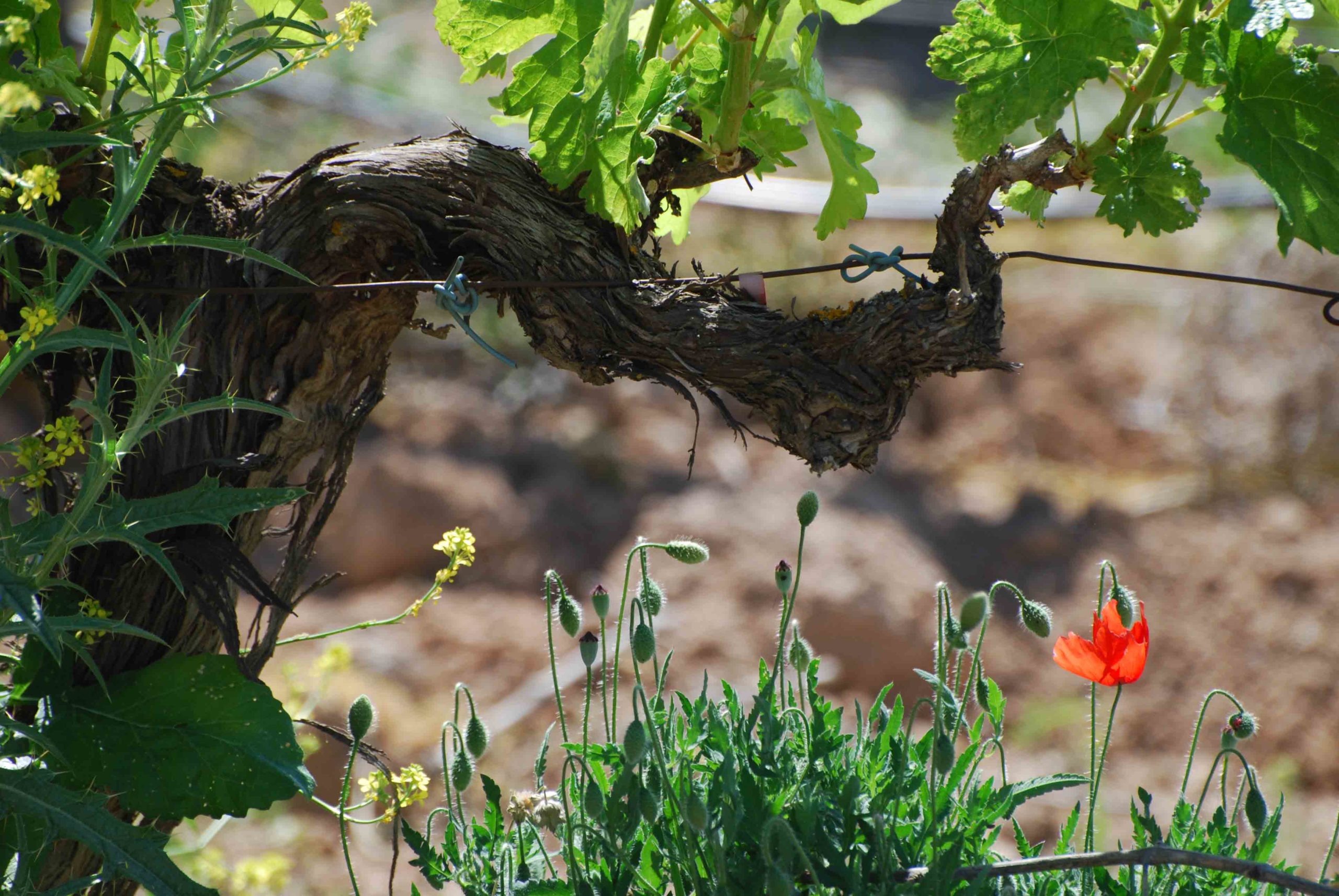 Viñedos rodeados de flores de la bodega Comenge